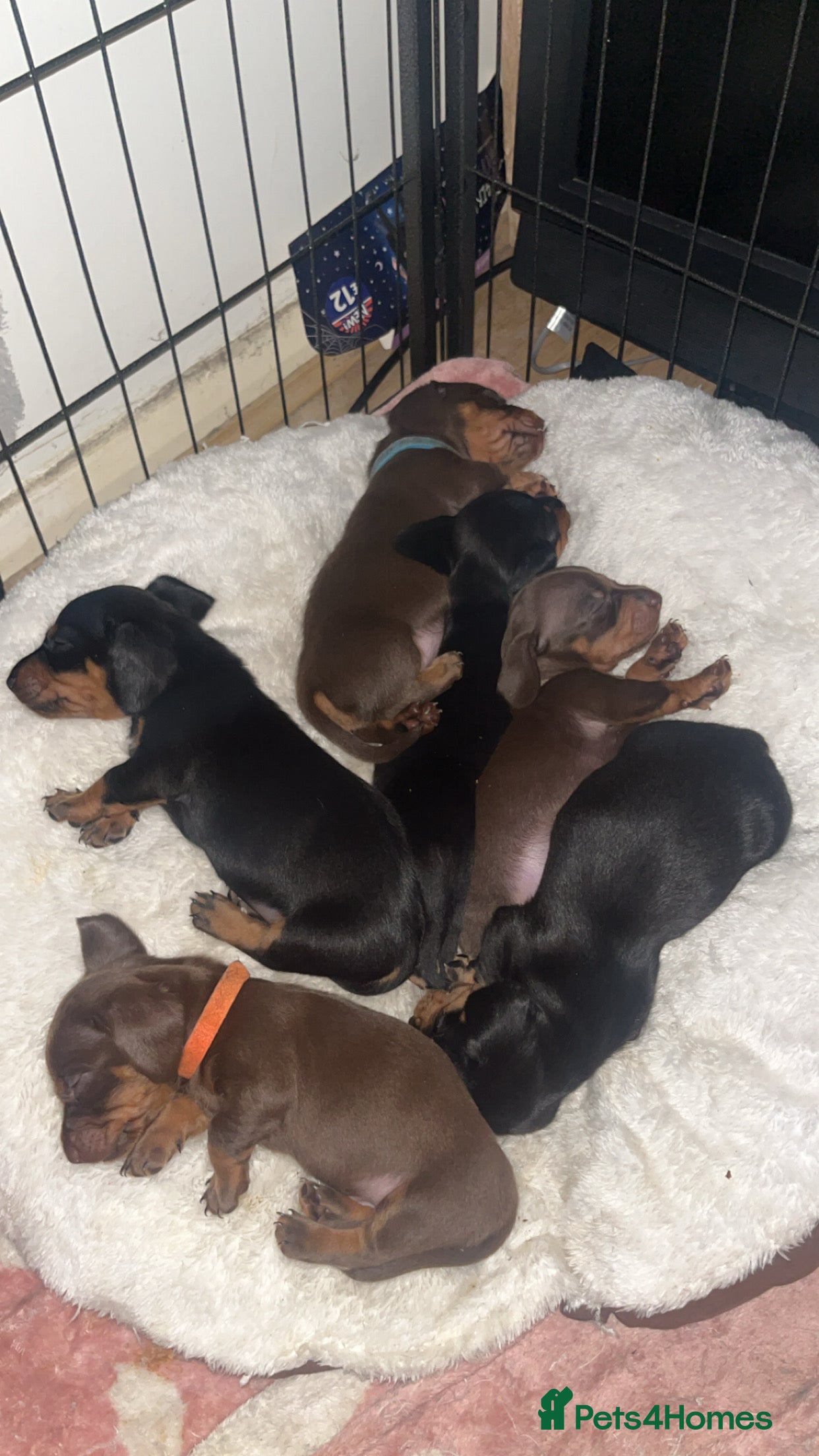 Dachshund dogs Exceptional Puppies 1 Boy boy left  - Advert 4