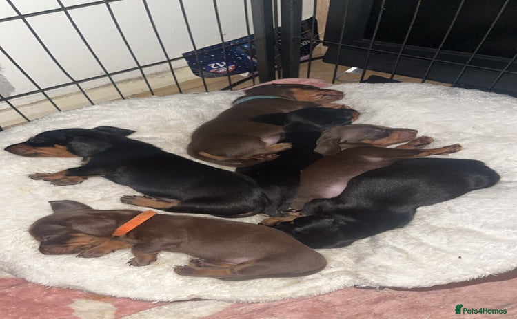 Dachshund dogs Exceptional Litter Puppies Boys & Girls Available - Advert 16