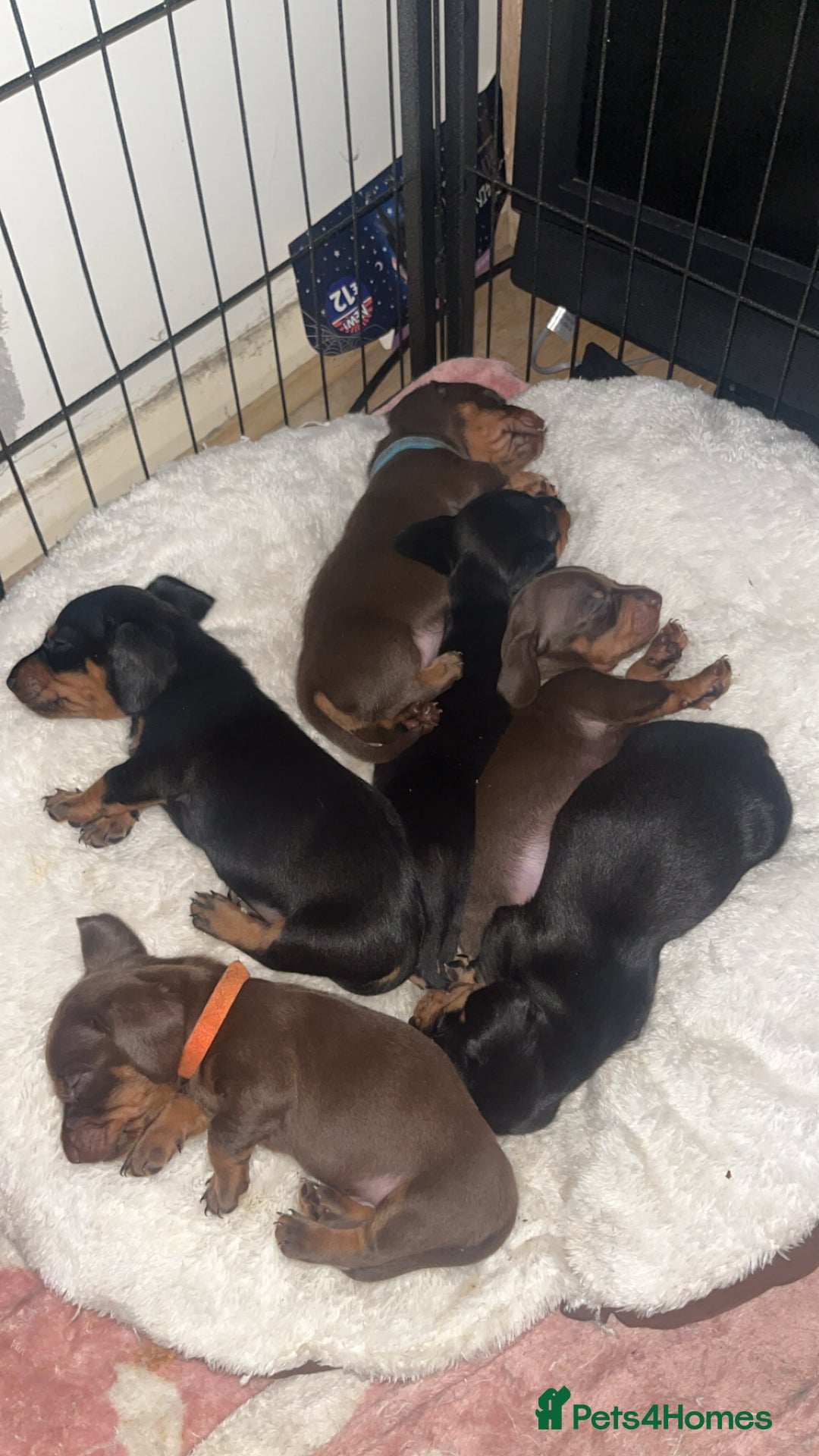 Dachshund dogs for sale: Exceptional Puppies 1 Boy boy left  - Advert 1