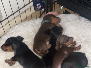 Dachshund dogs Exceptional Litter Puppies Boys & Girls Available - Advert 12