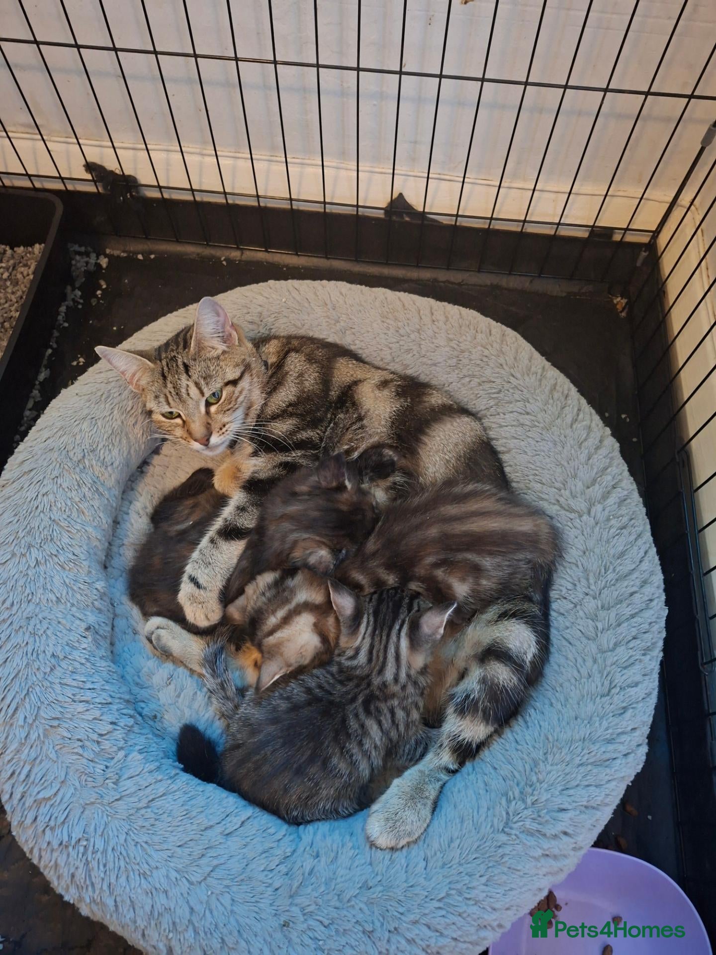 Mixed Breed cats Gorgeous Pure Tabby healthy kittens - Advert 1