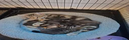 Mixed Breed cats for sale: Gorgeous Pure Tabby healthy kittens - Advert 1