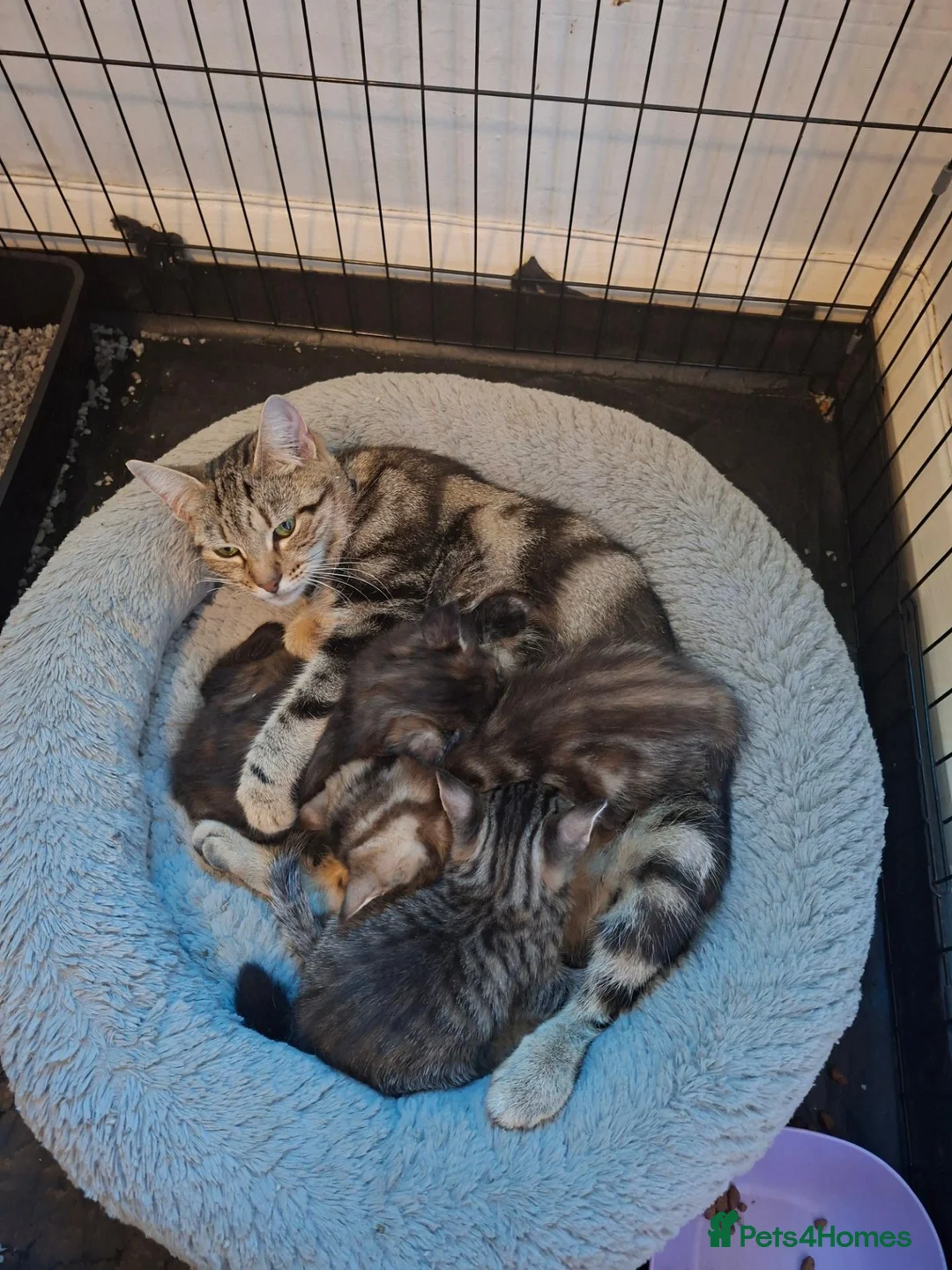 Mixed Breed cats for sale: Gorgeous Pure Tabby healthy kittens - Advert 1