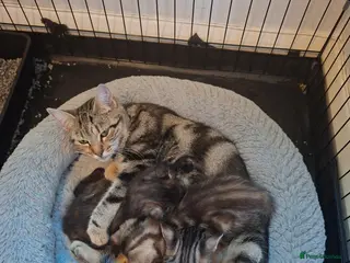 Mixed Breed cats Gorgeous Pure Tabby healthy kittens - Advert 1