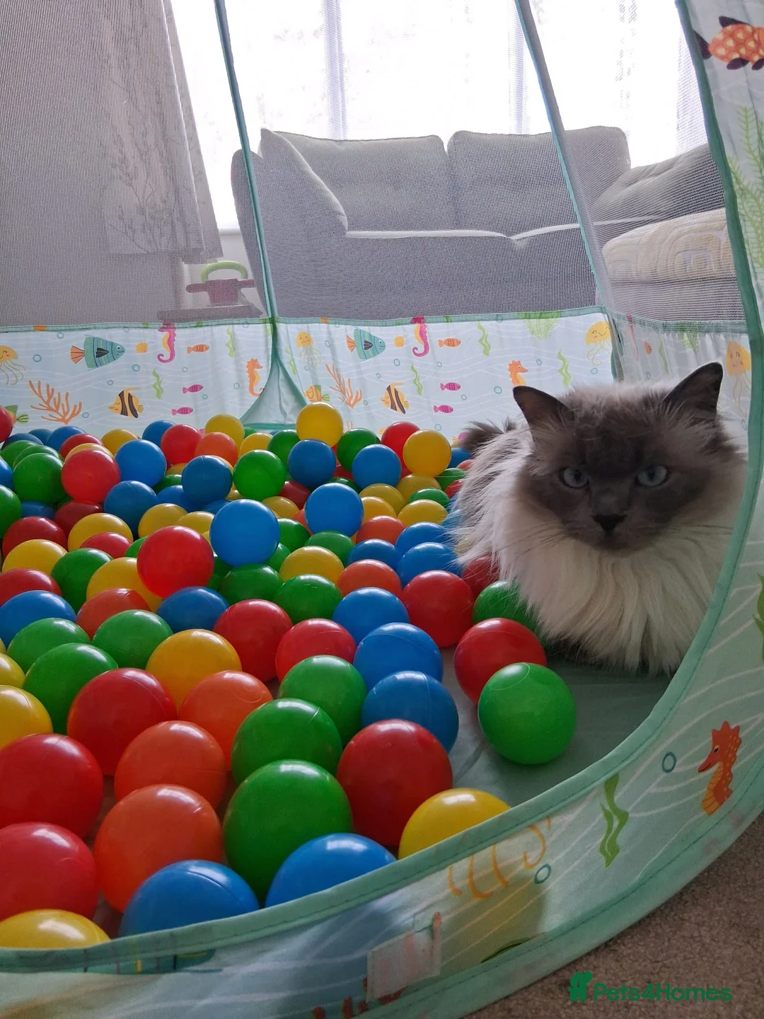Ragdoll cats for sale: Beautiful 5 year old female Ragdoll - Advert 2