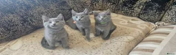 Russian Blue cats for sale: **TICA full pedigree Russian Blue kittens - Advert 13