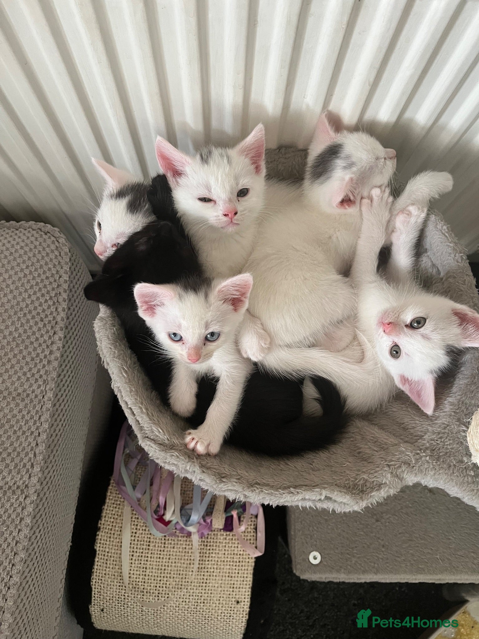 Mixed Breed cats White kittens - Advert 5