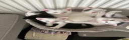 Mixed Breed cats for sale: White kittens - Advert 1