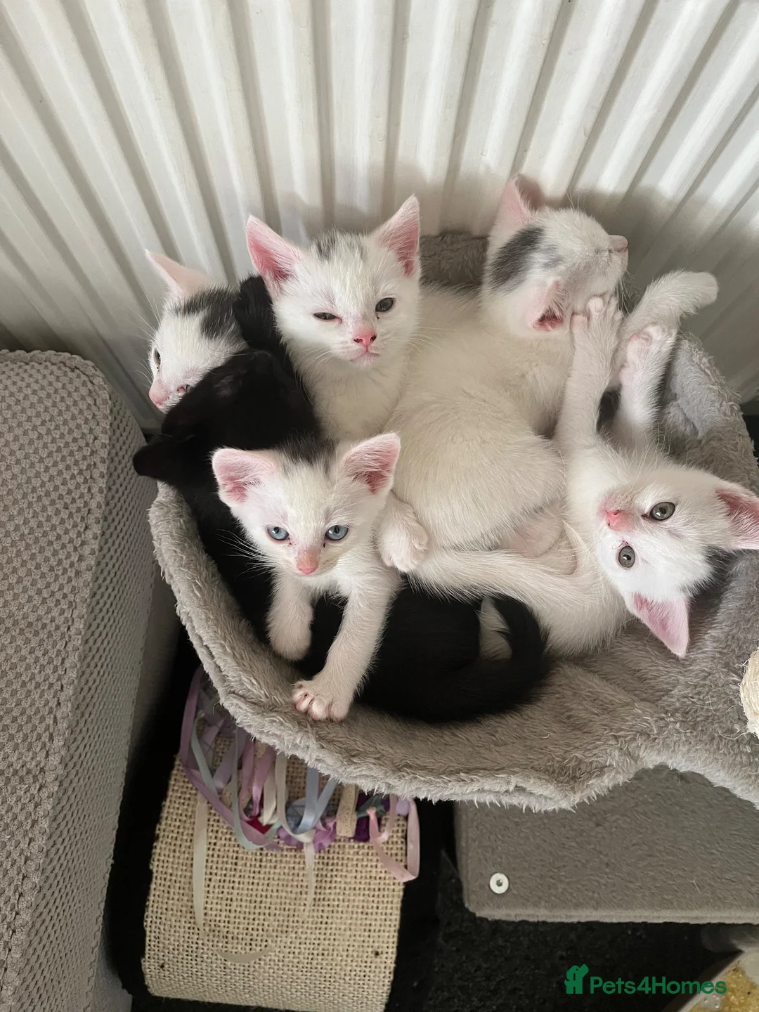 Mixed Breed cats for sale: White kittens - Advert 1
