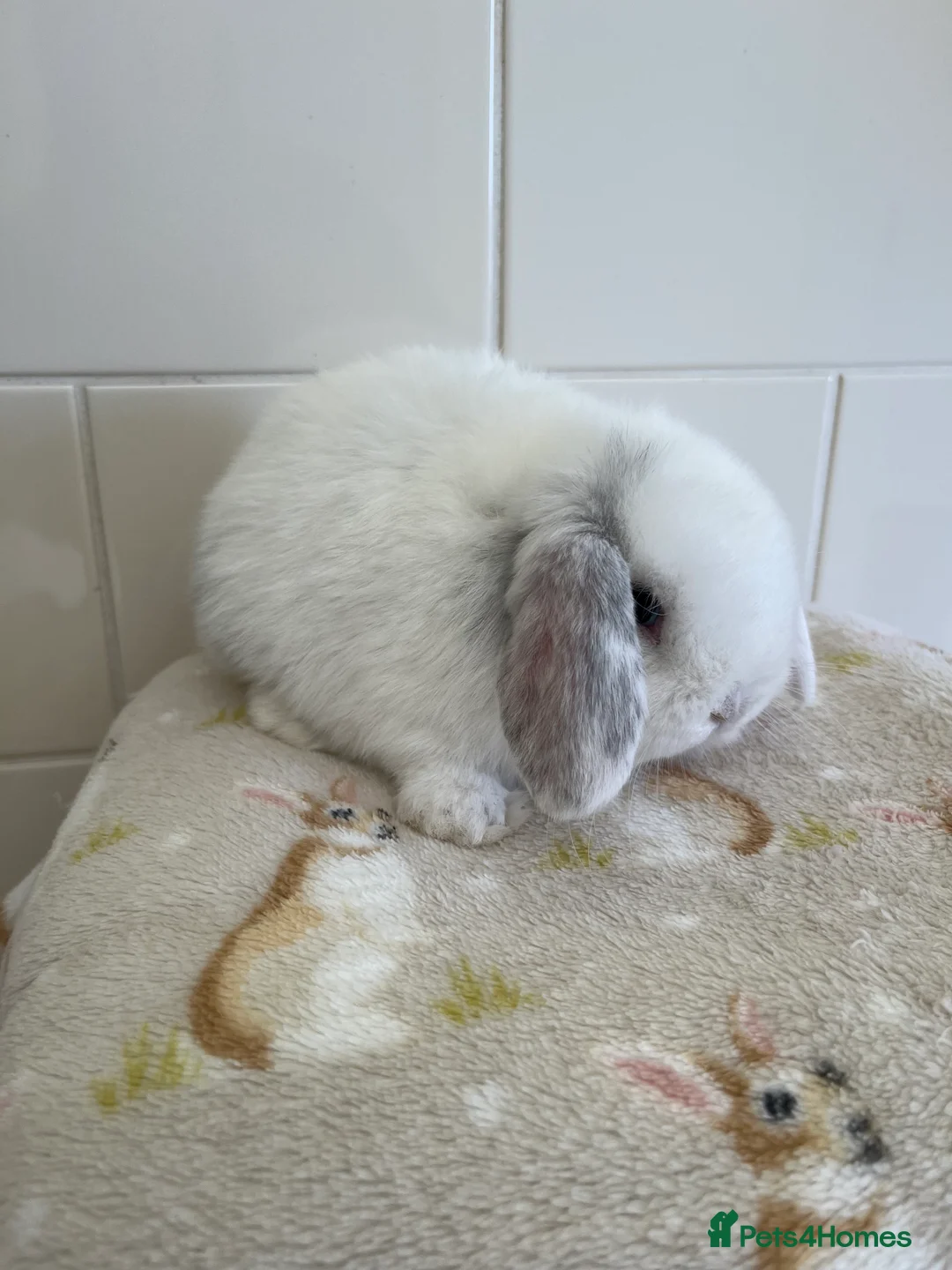 Mini Lop rabbits for sale: Stunning litter of mini lop babies  - Advert 2
