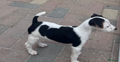 Jack Russell dogs - Advert 7
