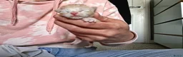 Maine Coon cats for sale: 4 purebreed maincoon babies  - Advert 8