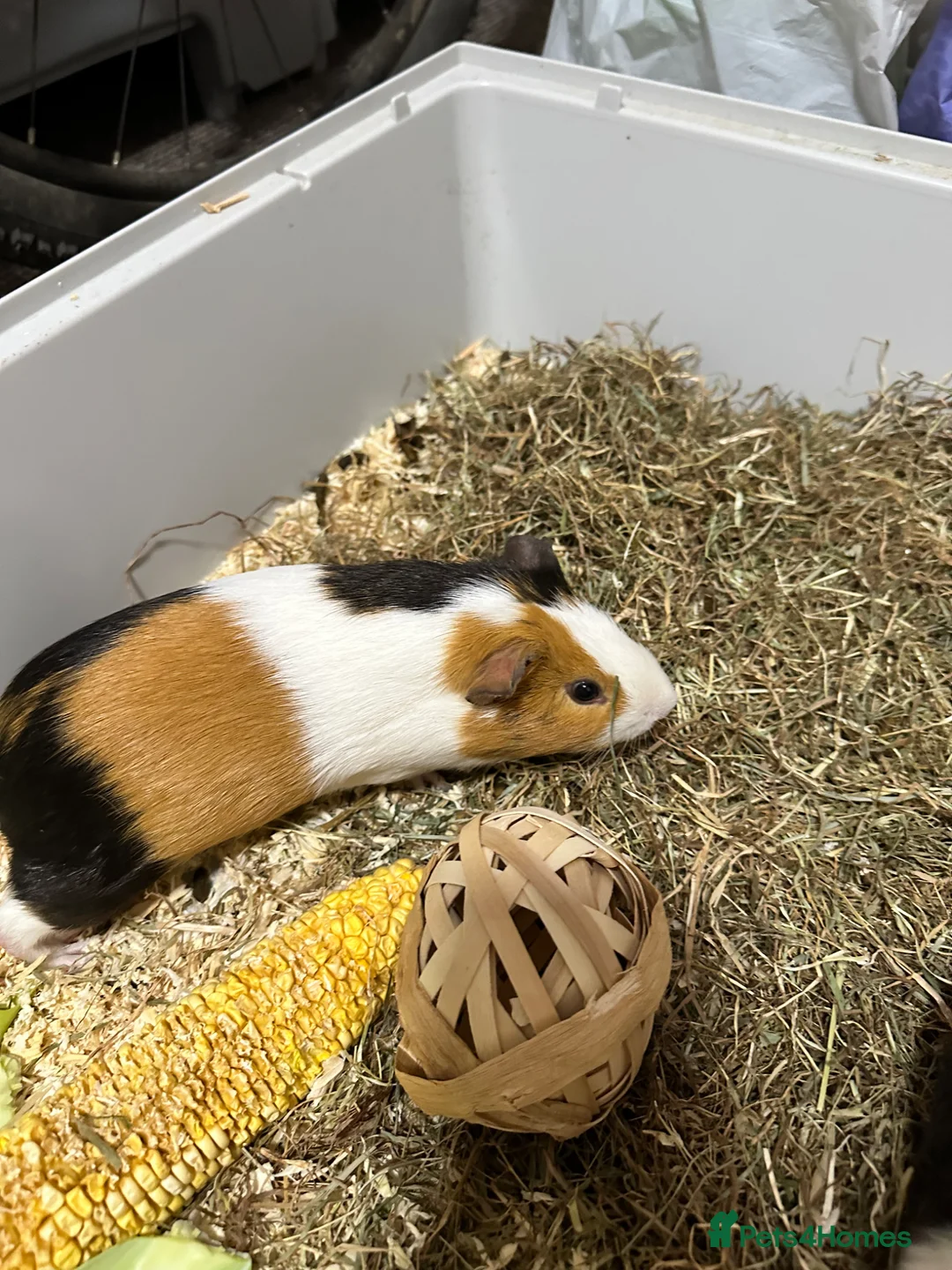 Guinea Pig rodents for sale: Guinea pigs - Advert 1