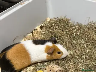 Guinea Pig rodents Guinea pigs - Advert 20