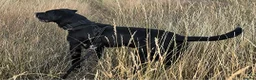 Cane Corso dogs for sale: Male Cane Corso. in Stourport-on-Severn - Advert 9