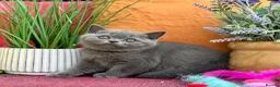 British Shorthair cats for sale: British Shorthairs**READY NOW** - Advert 14