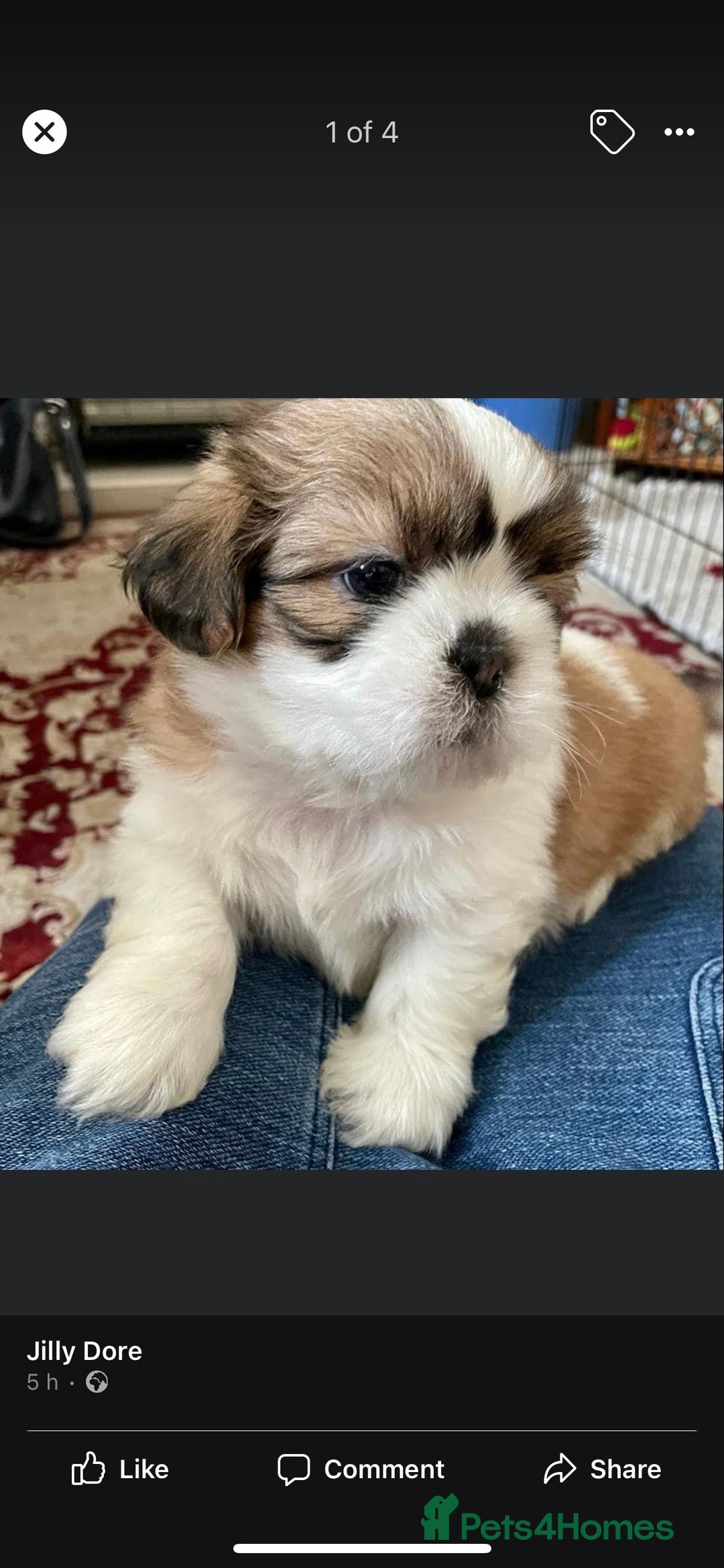 Shih Tzu dogs for stud: KC Registered stud  in Cullompton - Advert 22