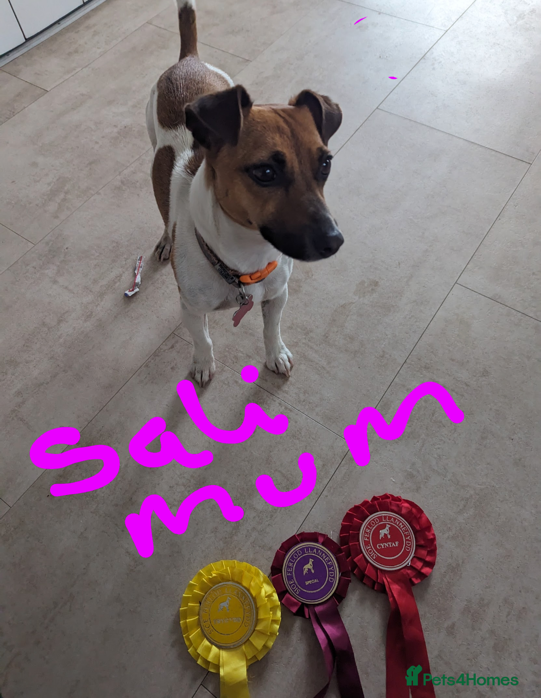 Jack Russell dogs for sale: Jack Russell puppies  - Image 20