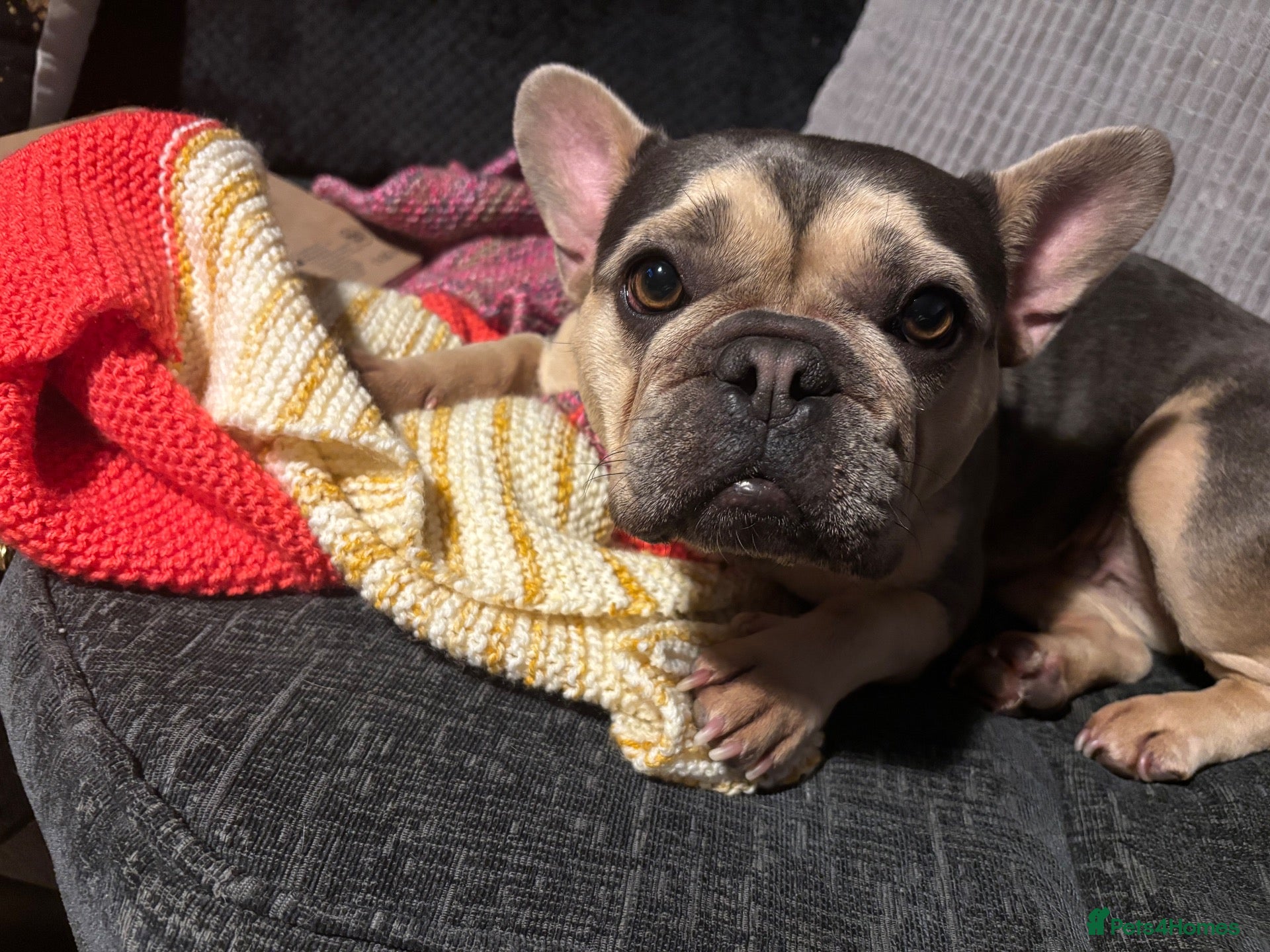 French Bulldog dogs for sale: Maud  - Advert 1