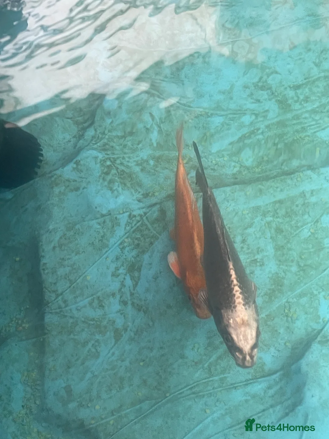 Koi Carp fish for sale: Japanese koi  - Advert 1