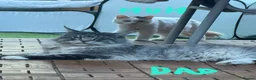 Mixed Breed cats for sale: mix Mainecoon - 1female- 1male - Advert 3