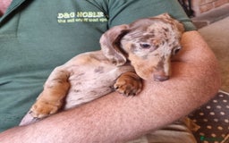 Miniature Dachshund dogs for sale: Gorgeous Mini Smooth Dachshunds Ready Now - Image 8