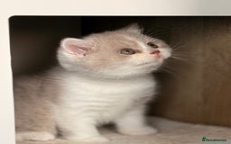 British Shorthair cats for sale: Blue/cream biocolour British short hair kitten - Image 18