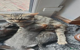 Mixed Breed cats for sale: 🐾 Kittens Ready for Their Forever Homes 🐾 - Image 8