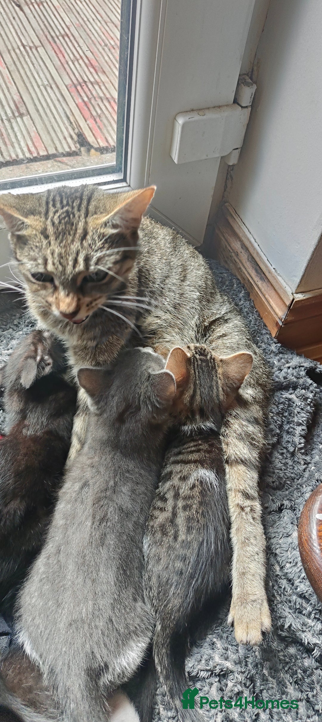Mixed Breed cats for sale: 🐾 Kittens Ready for Their Forever Homes 🐾 - Image 8