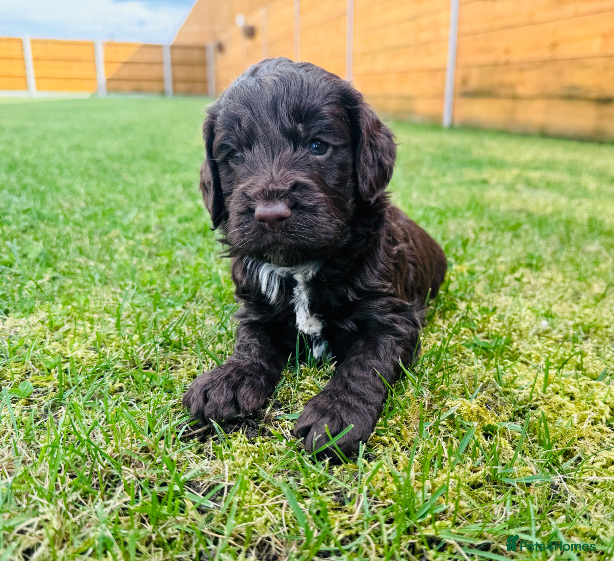 Cockapoo dogs Chocolate & chocolate Merle Cockapoo Babies 🐾🐾🐾 - Advert 2