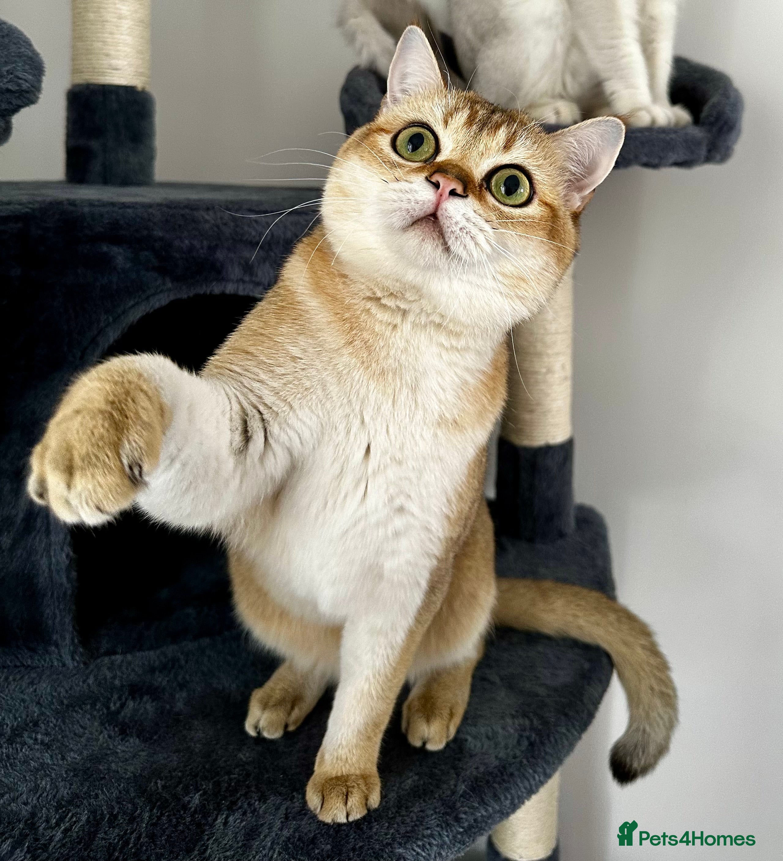 British Shorthair cats 💛 British shorthair/Scottish straight male 🩵  - Advert 8