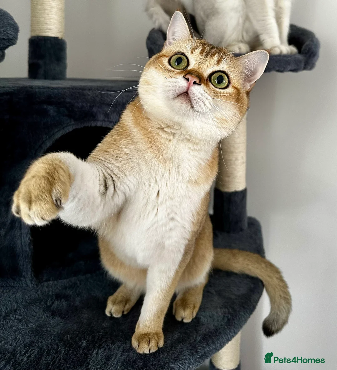 British Shorthair cats for sale: 💛 British shorthair/Scottish straight male 🩵  - Advert 2