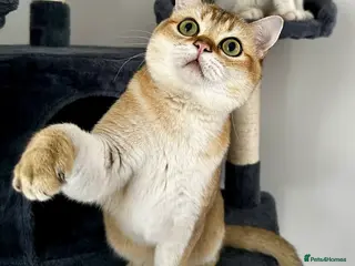 British Shorthair cats 💛 British shorthair/Scottish straight male 🩵 - Advert 8