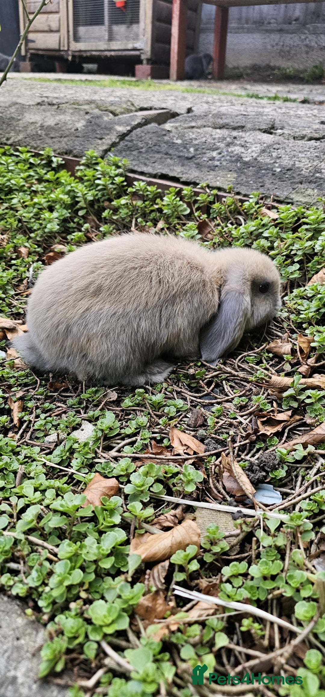 Mini Lion Lop rabbits for sale: Mini lop - Image 8