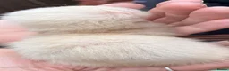 Ferret rodents for sale: 3 stunning gills - Advert 4