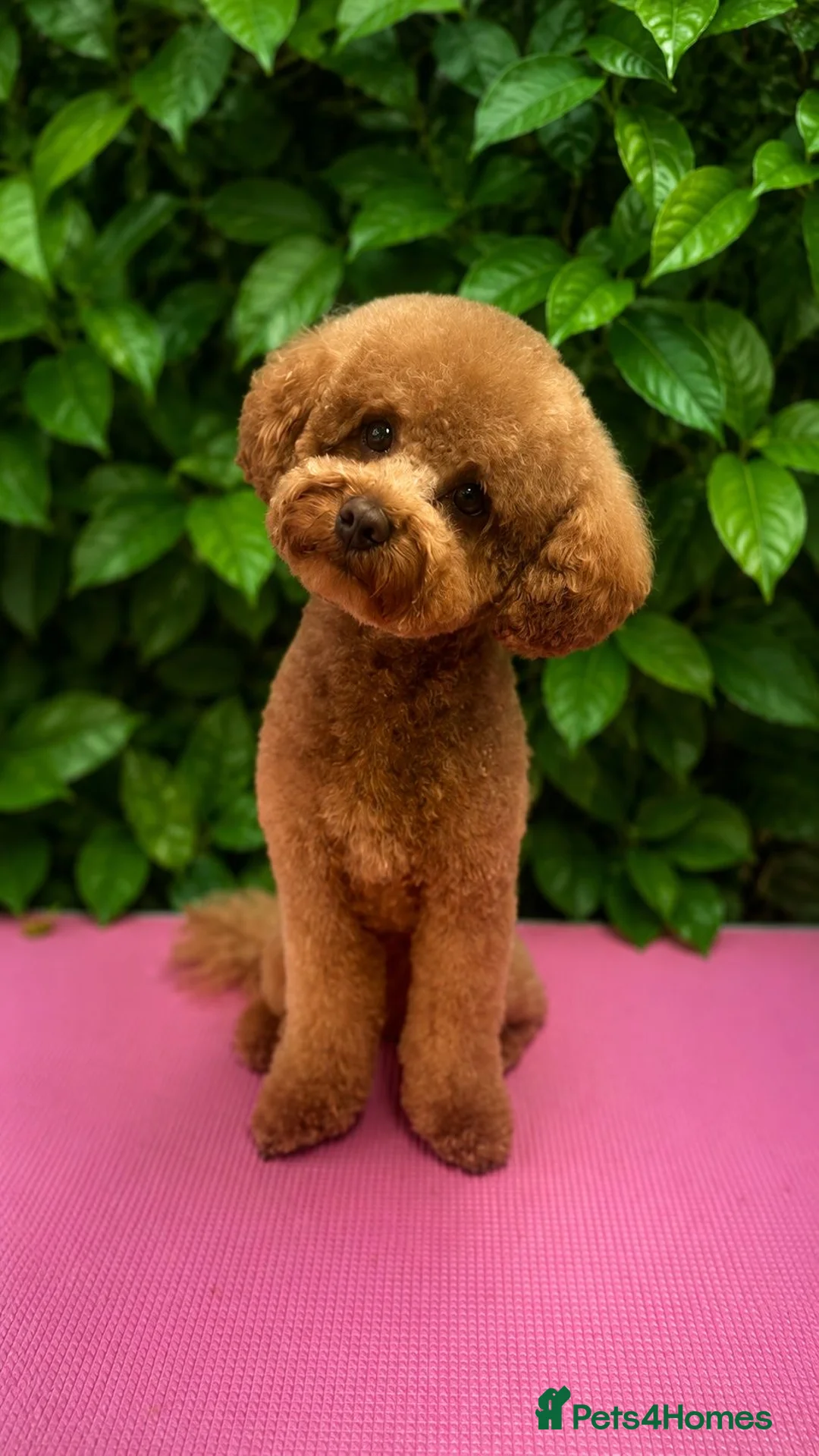 Maltipoo dogs for stud: Beautiful healthy Maltipoo F1 Boy for stud - Advert 2