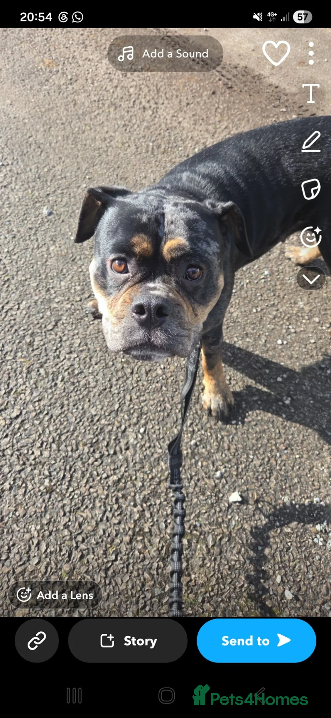 American Bulldog dogs for sale: Blue merle bulldog female 2yr old in Colne - Advert 6