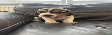 Beagle Puppy 2