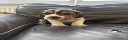 Beagle dogs for sale: Stunning Beagle puppies  - Advert 28