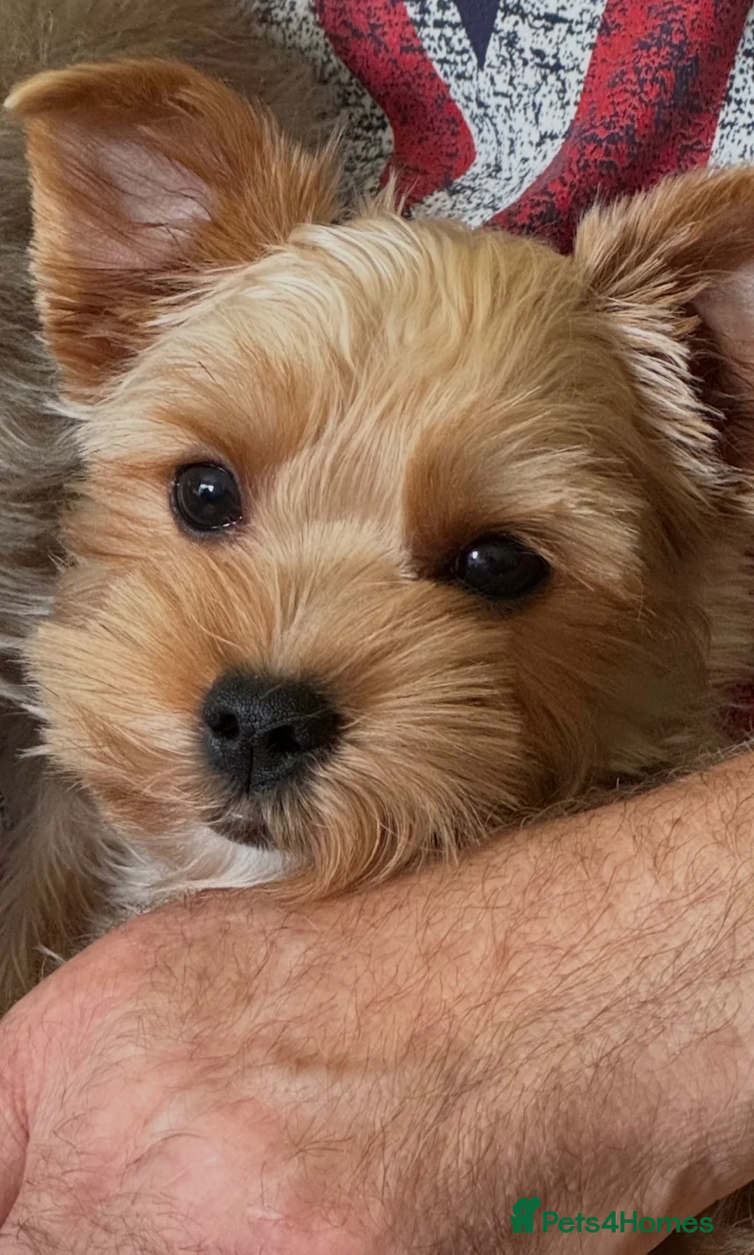Jack Russell dogs for sale: Gorgeous Health Tested Home Bred pups - Advert 27