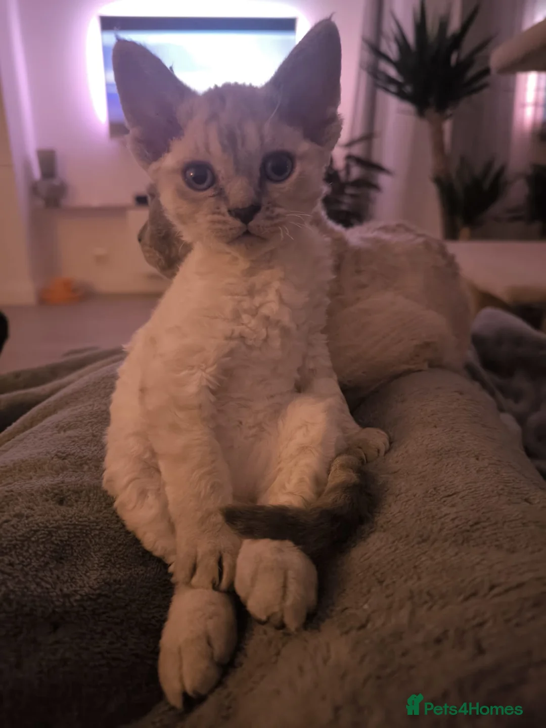 Devon Rex cats for sale: Devon Rex💕Blue Point Lynx Girl🩷 - Advert 17