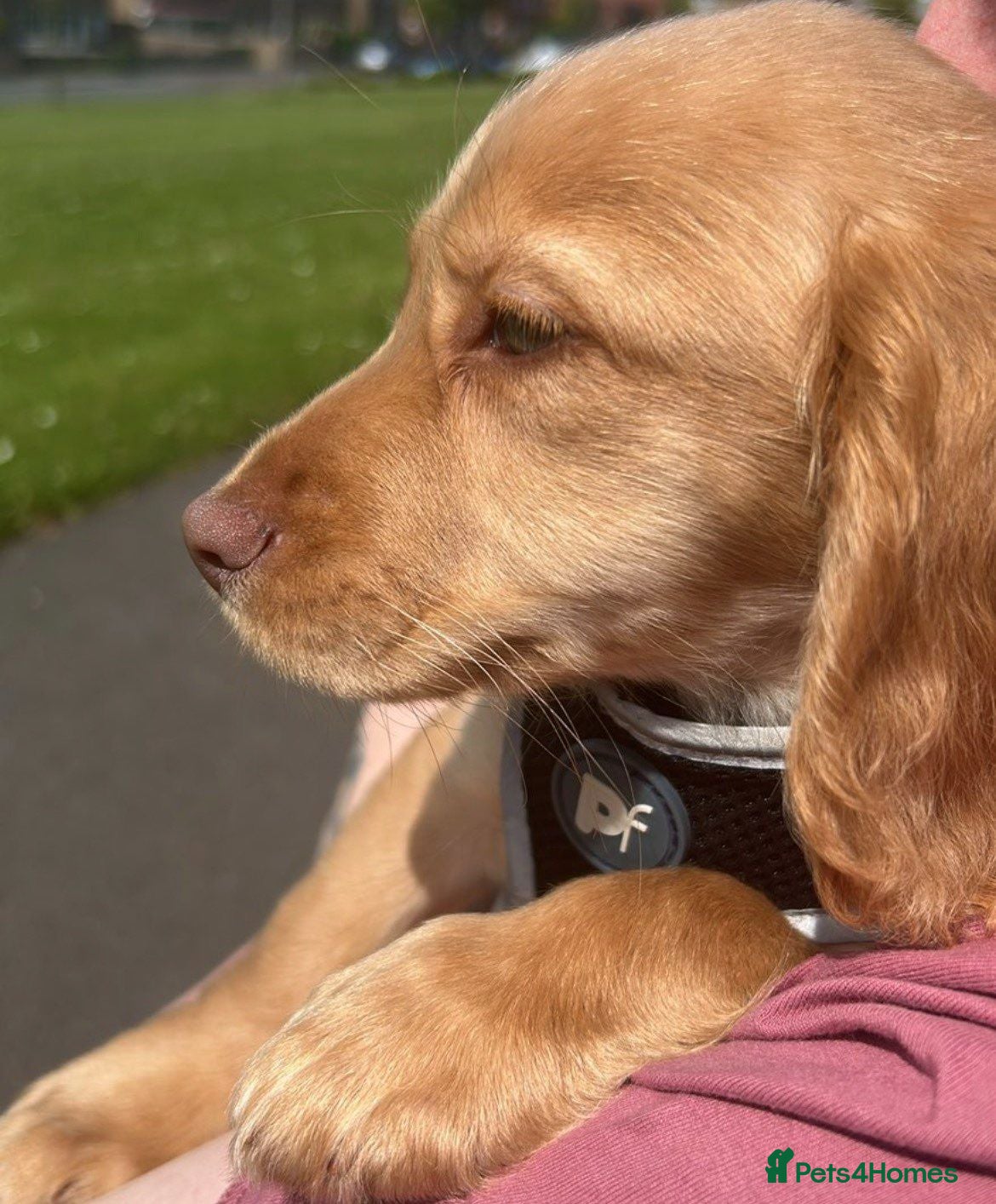 Cocker Spaniel dogs Summer - Advert 1