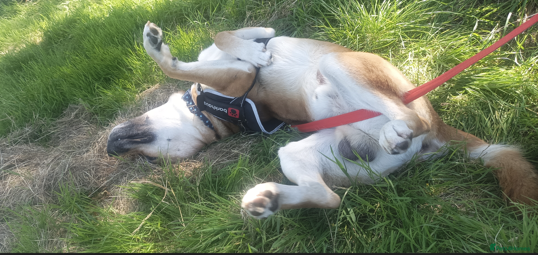 Mixed Breed dogs for sale: Odin. Sweet and beautiful crossbreed boy - Image 18