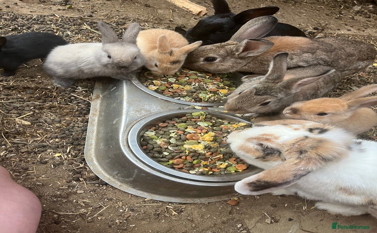 Mixed Breed rabbits - Advert 1