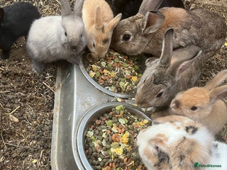 Mixed Breed rabbits - Advert 15