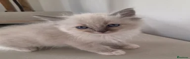 Ragdoll Kitten 1