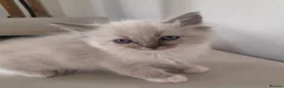 Ragdoll cats for sale: ragdoll kittens  - Advert 6