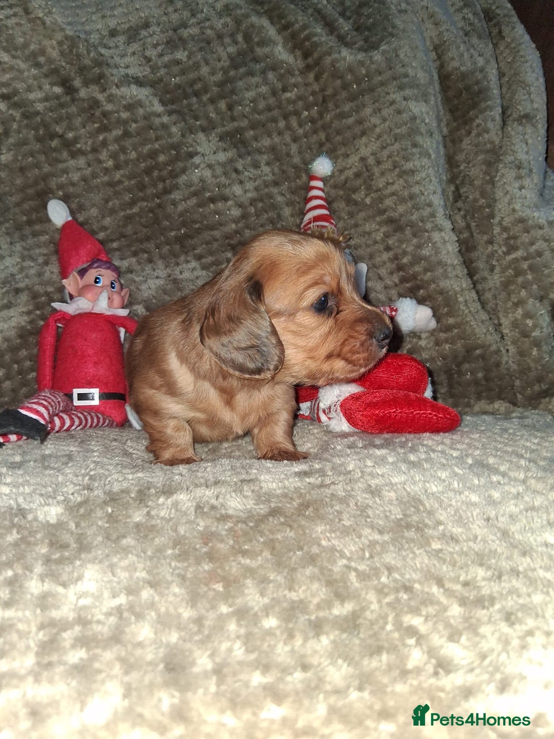 Miniature Dachshund dogs for sale: Miniature Long-Haired Dachshund - Advert 22