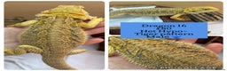 Bearded Dragon reptiles for sale: Baby Hypo Bearded Dragons - Advert 16
