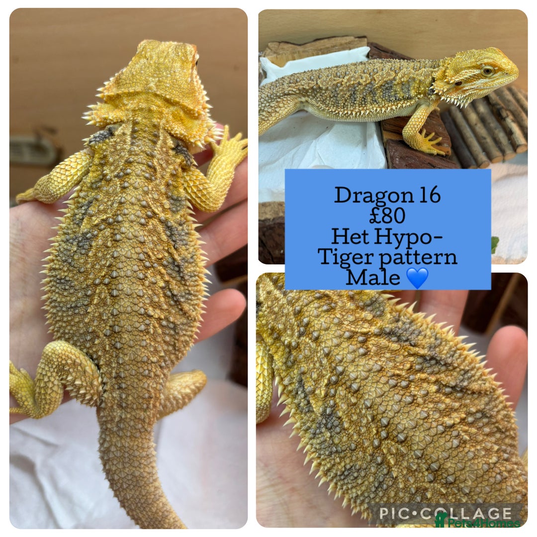 Bearded Dragon reptiles for sale: Baby Hypo Bearded Dragons - Advert 16